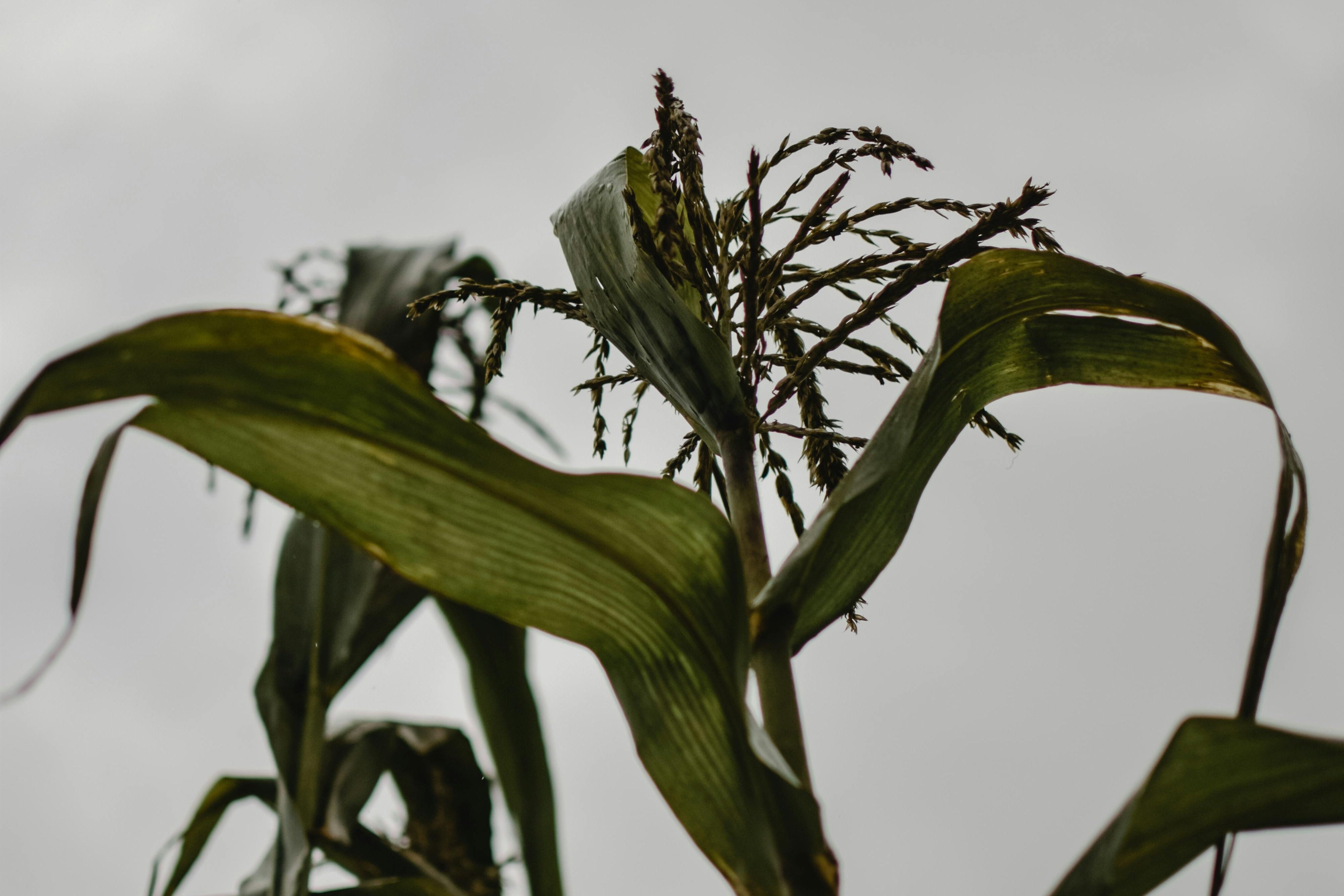 corn leaf