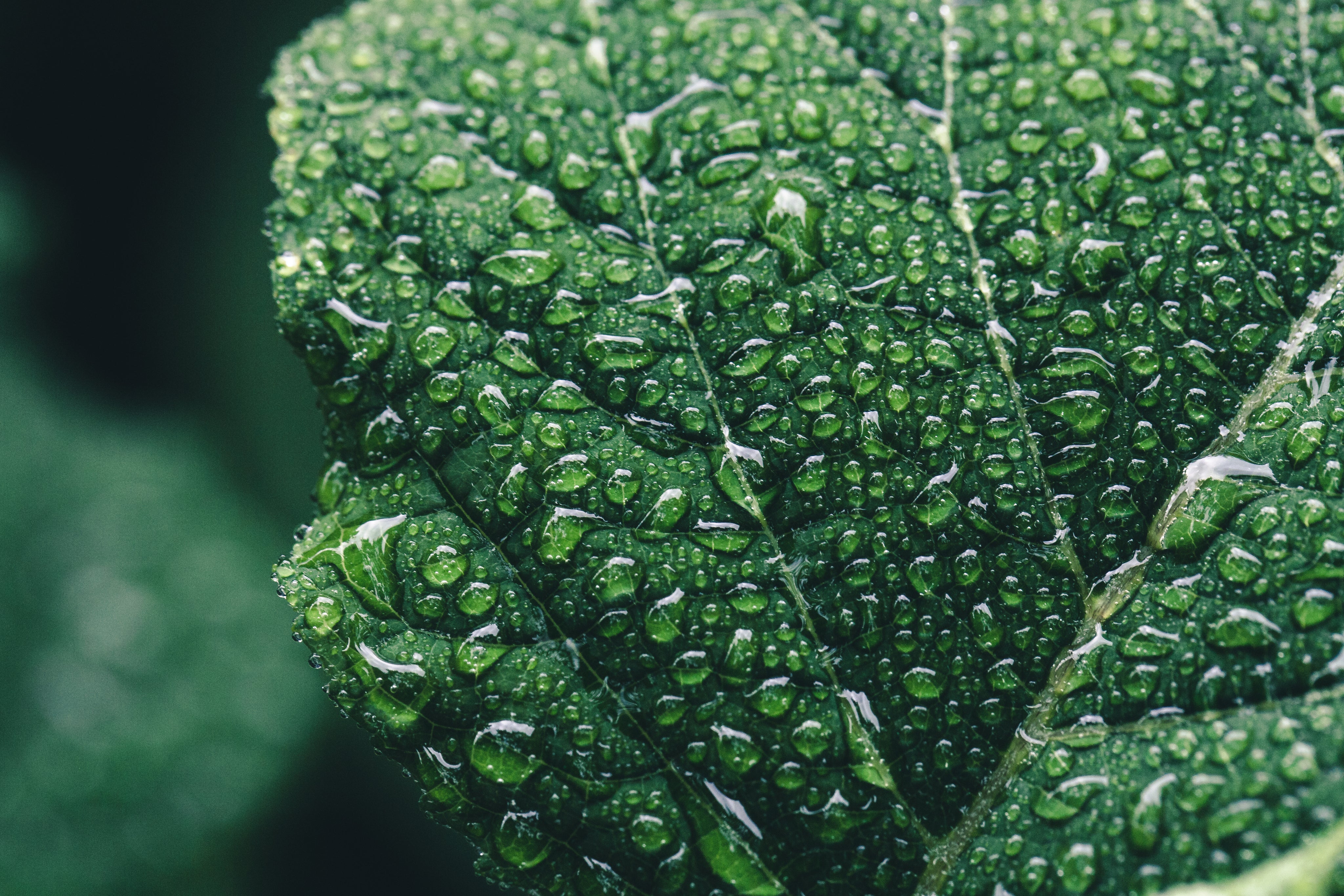Close-up of moisture droplets gathering on a leaf, emphasizing freshness, hydration, and natural purity