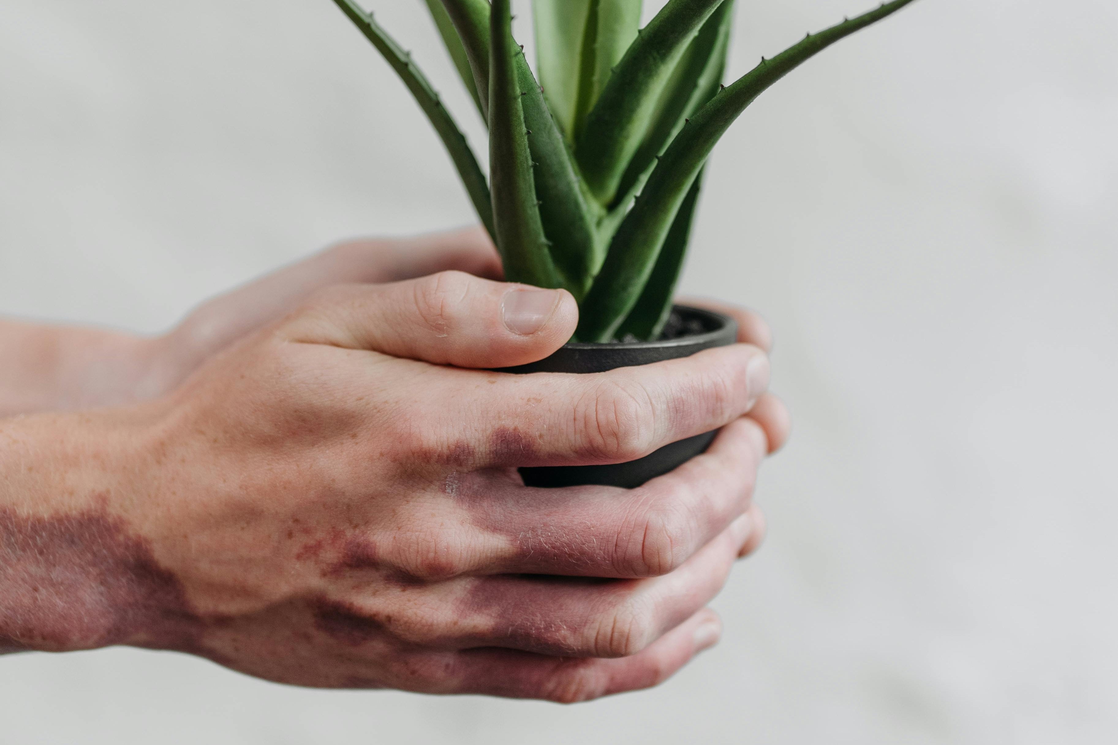 a person holding an aloe plant