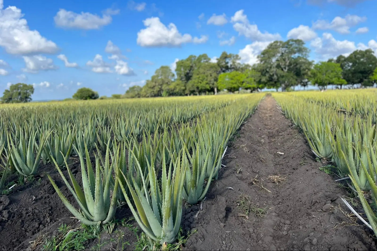 What Makes Our Aloe Unique?