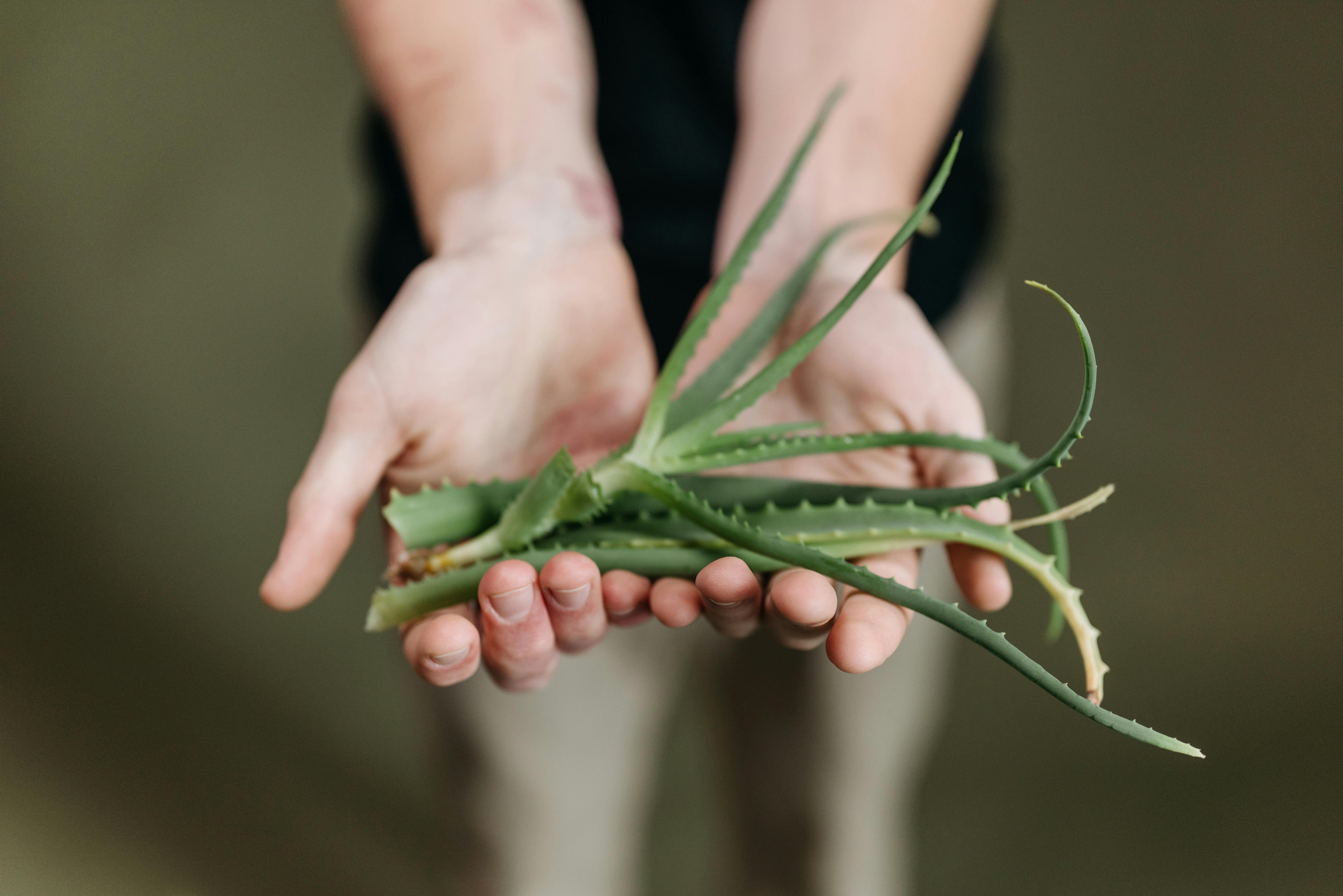 a person holding aloe