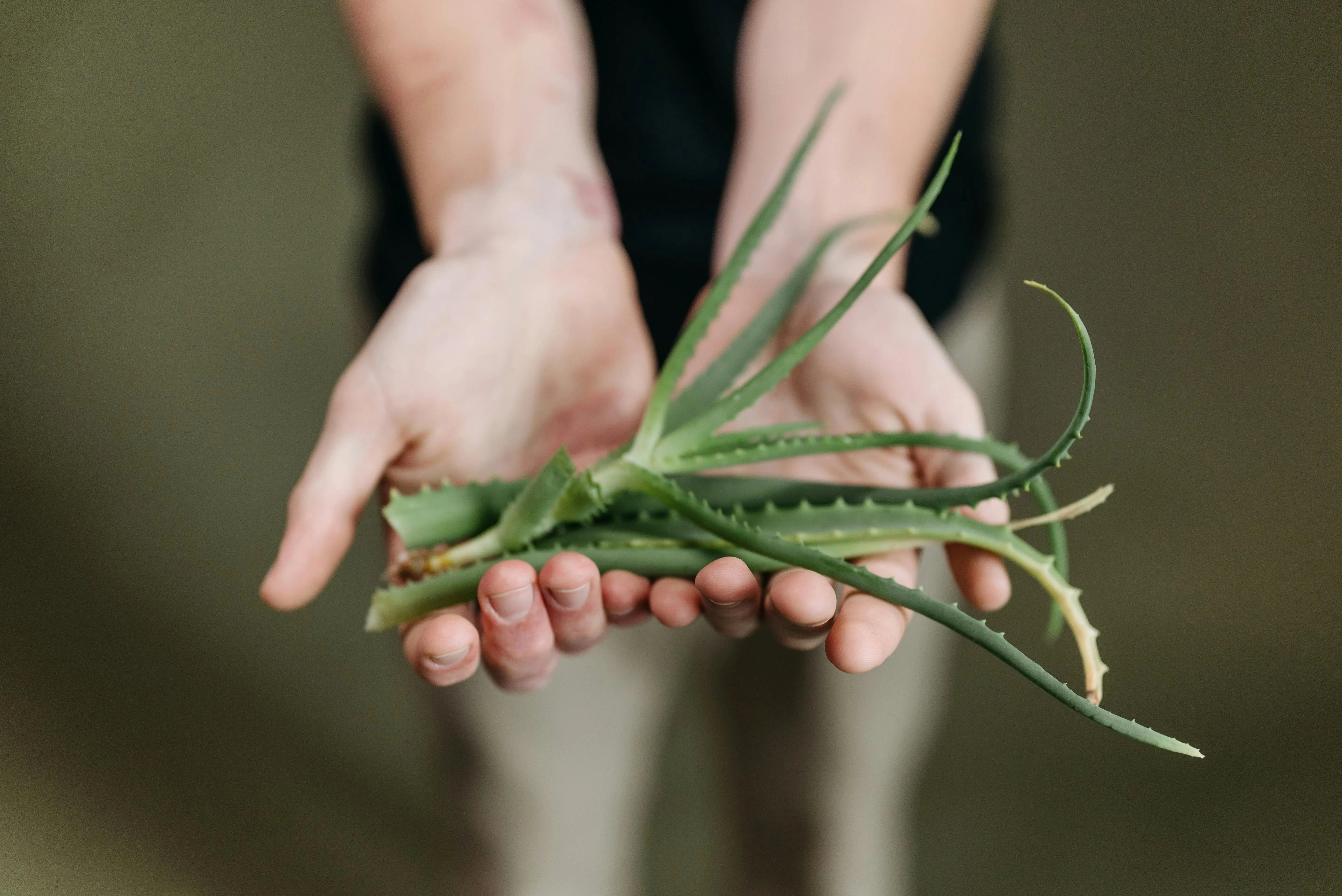 a person holding aloe