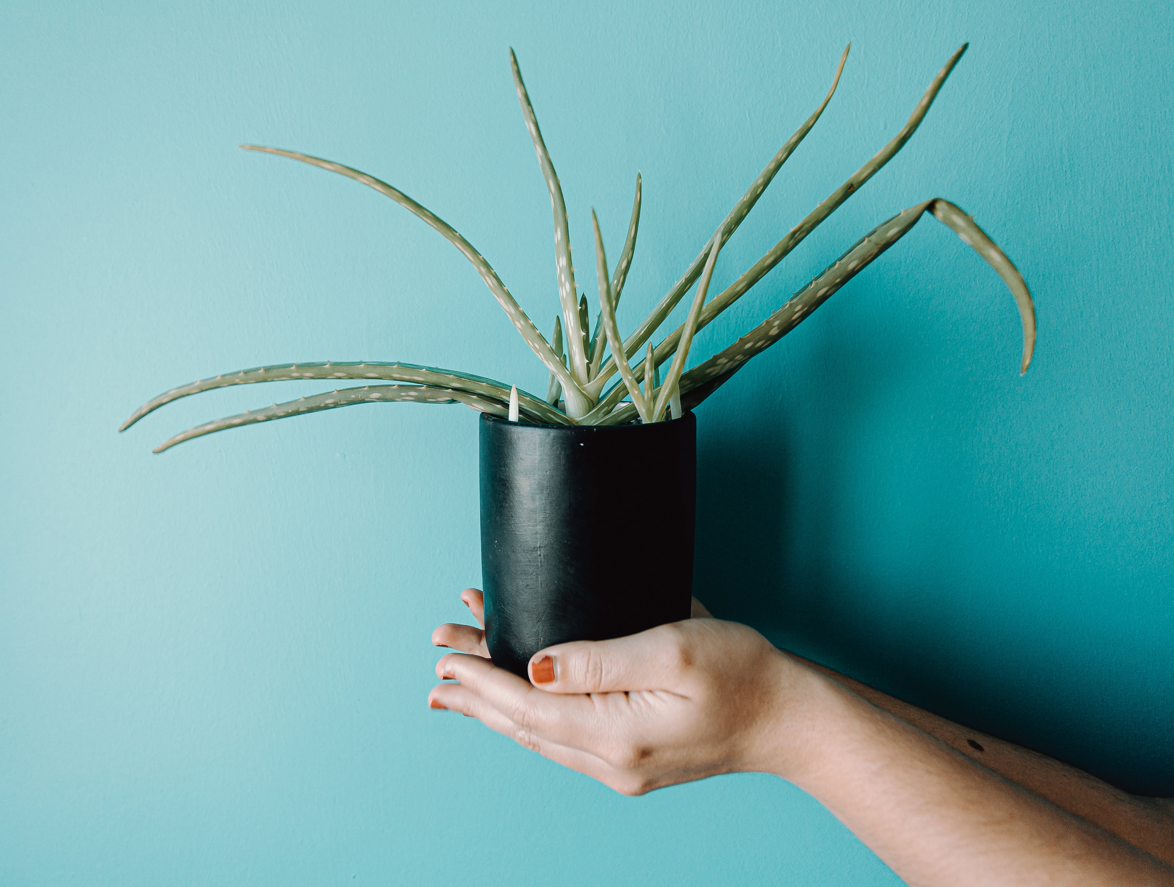 Hands holding up a potted aloe plant, highlighting natural skincare, wellness, and botanical ingredients